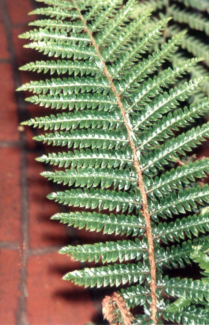 Plant photo of: Polystichum X bicknellii