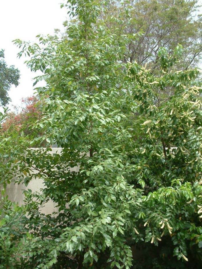 Prunus ilicifolia ilicifolia
