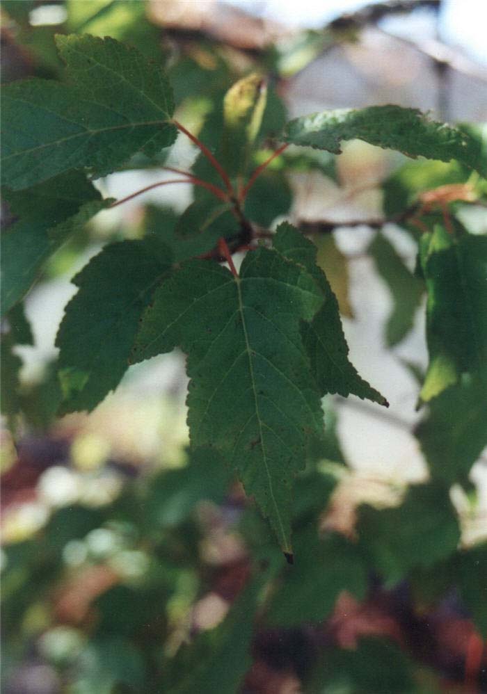 Plant photo of: Acer ginnala