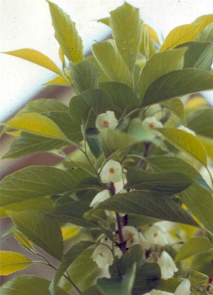 Plant photo of: Halesia carolina