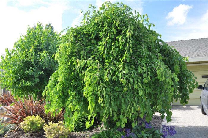 Mulberry, White 'Weeping'