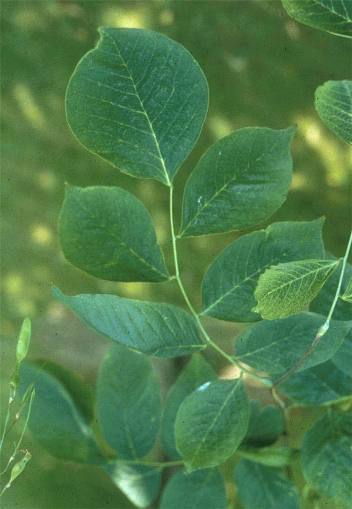 Plant photo of: Cladrastis kentuckea
