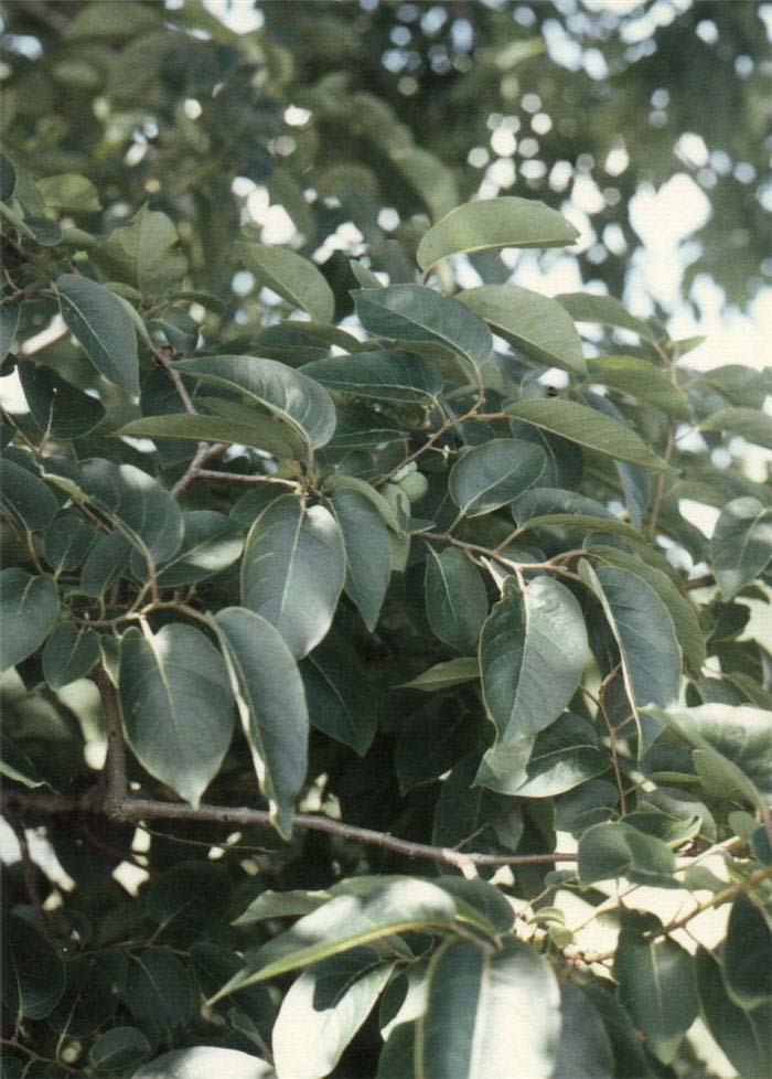 Plant photo of: Diospyros virginiana