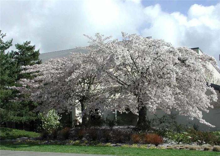 Cherry, Flowering 'Akebono'