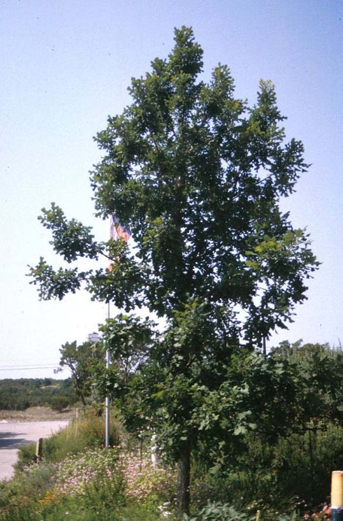 Plant photo of: Quercus macrocarpa