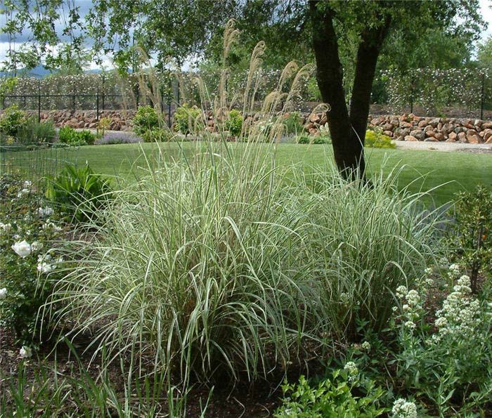 Silver Grass, Variegated Japanese