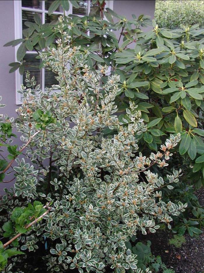 Plant photo of: Rhamnus alaternus 'Variegata'