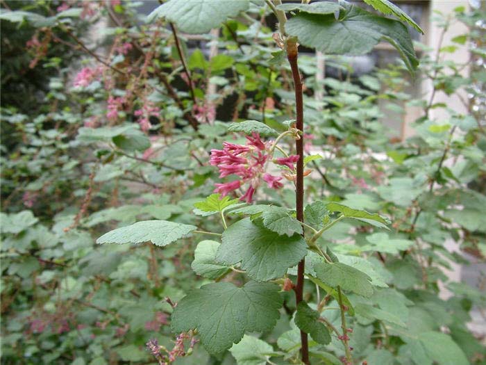 Plant photo of: Ribes sanguineum