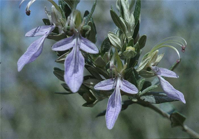 Plant photo of: Teucrium fruticans