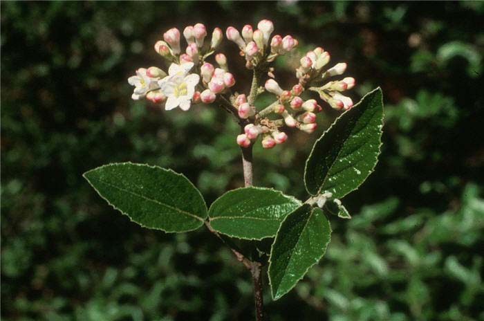 Plant photo of: Viburnum X burkwoodii