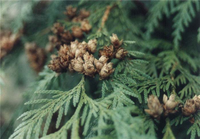 Plant photo of: Thuja X plicata