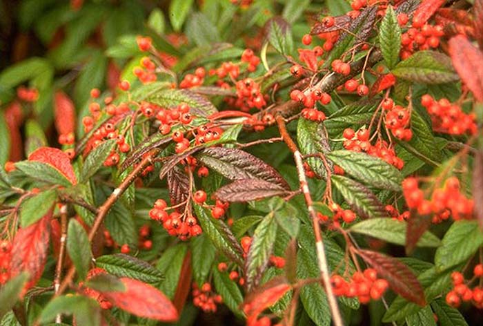 Cotoneaster, Willowleaf