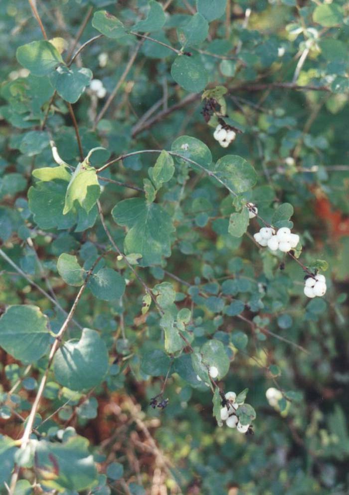 Plant photo of: Symphoricarpos albus