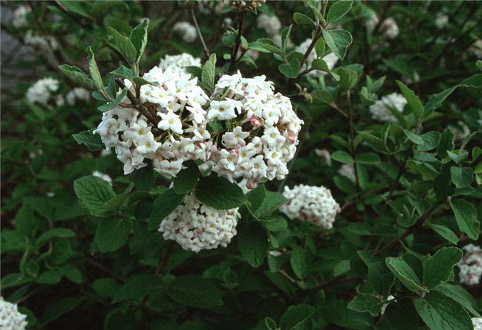 Plant photo of: Viburnum carlesii