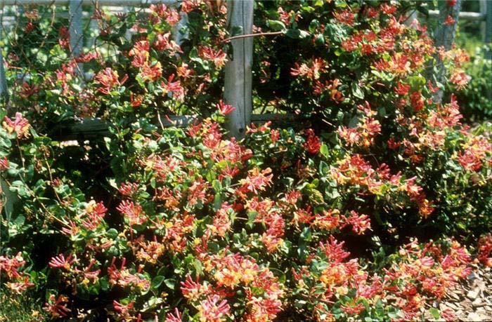 Honeysuckle, Goldflame or Coral