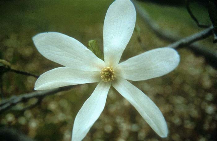 Magnolia, Anise