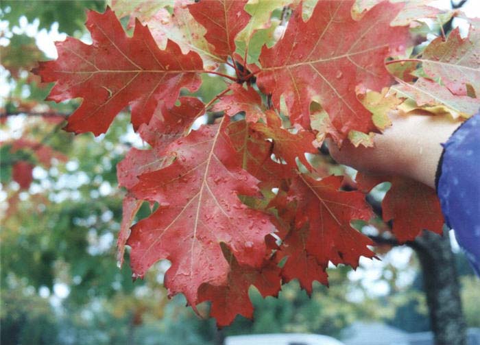 Plant photo of: Quercus rubra