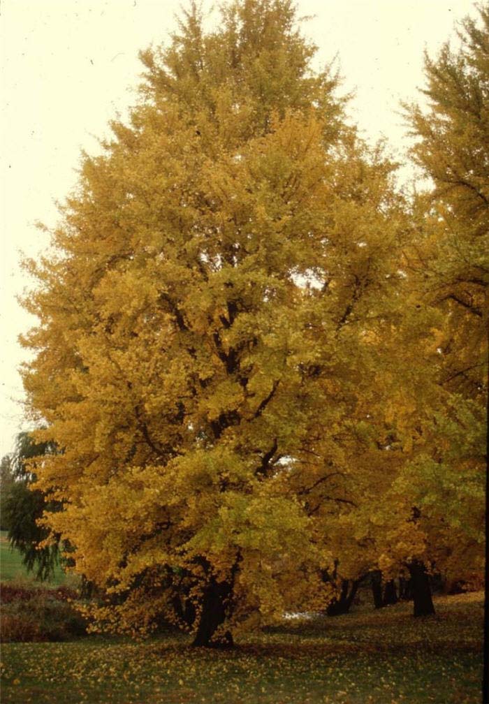 Ginkgo Tree, 'Autumn Gold'