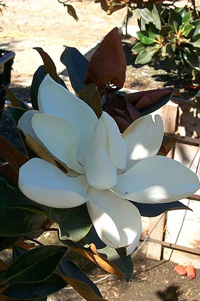 Magnolia, Southern Little Gem Dwarf