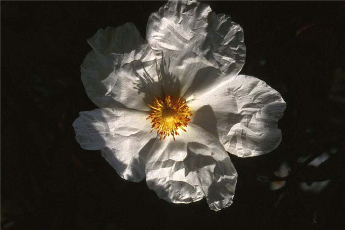 Plant photo of: Cistus 'Blanche'