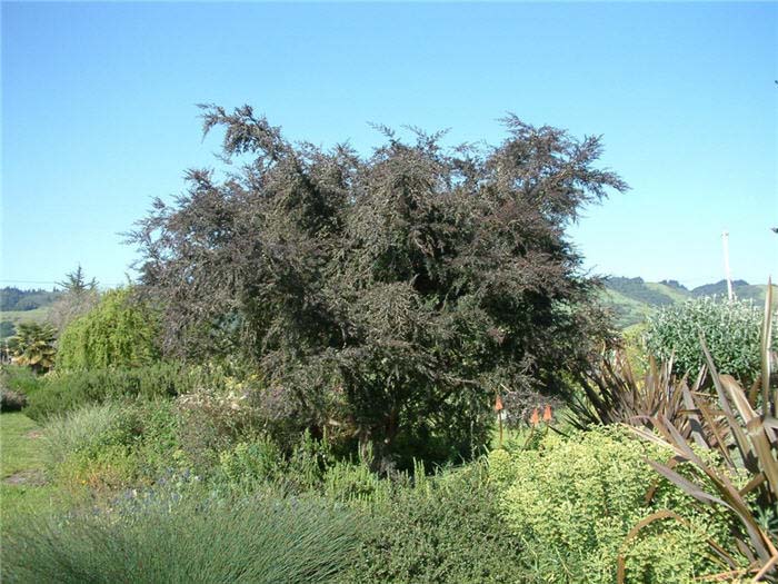 Acacia, Purple-Leaf