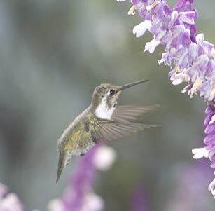 Attracts Hummingbirds