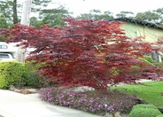 Japanese Maple, Red