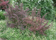 Japanese Barberry, Red-Leaf