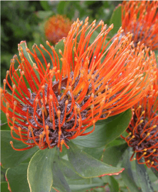 Beautiful red flowers