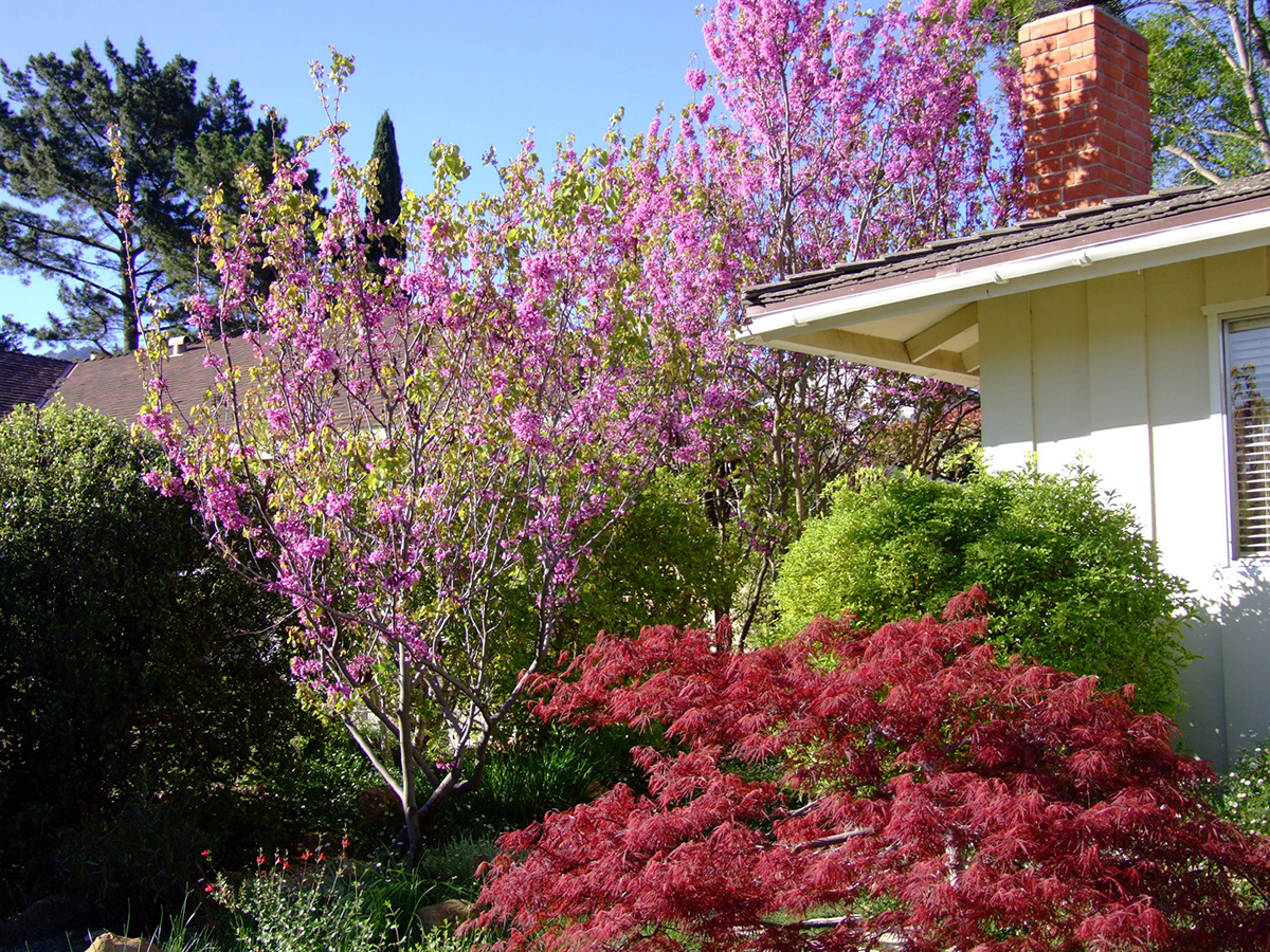 Front yard