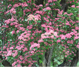 Ceanothus