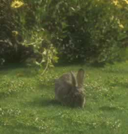 Rabbits may also chew through irrigation line.