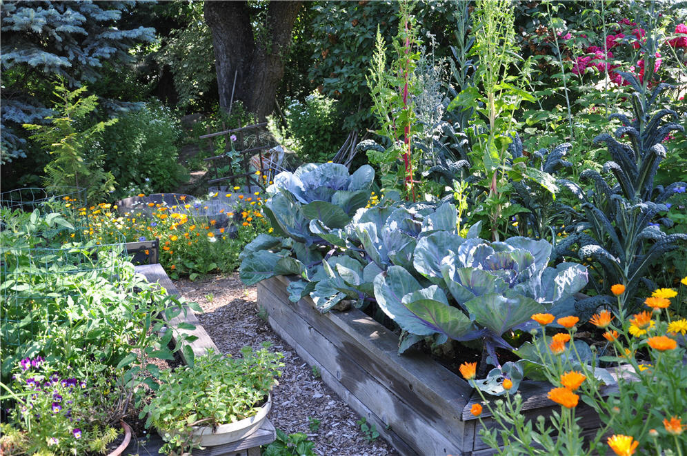 Raised Planter Veggie Garden