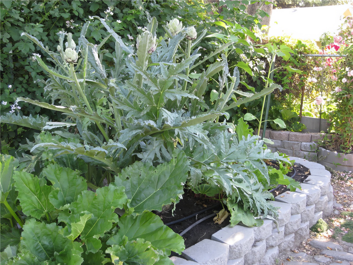 Artichoke Planter