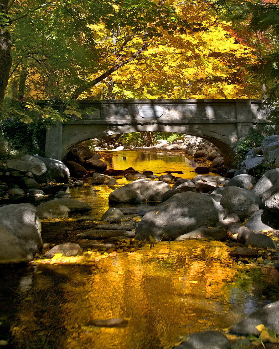 Lithia Park A. 6