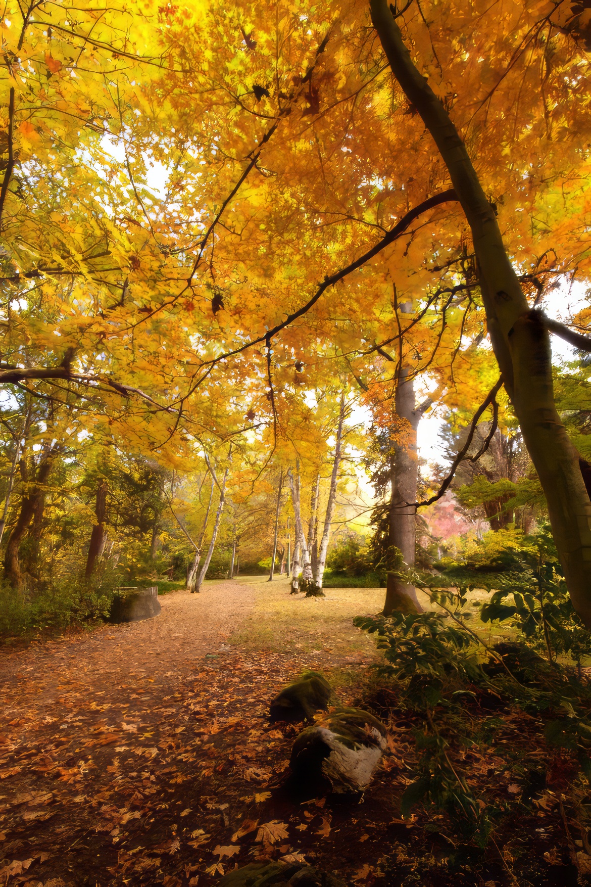 Lithia Park Images 1