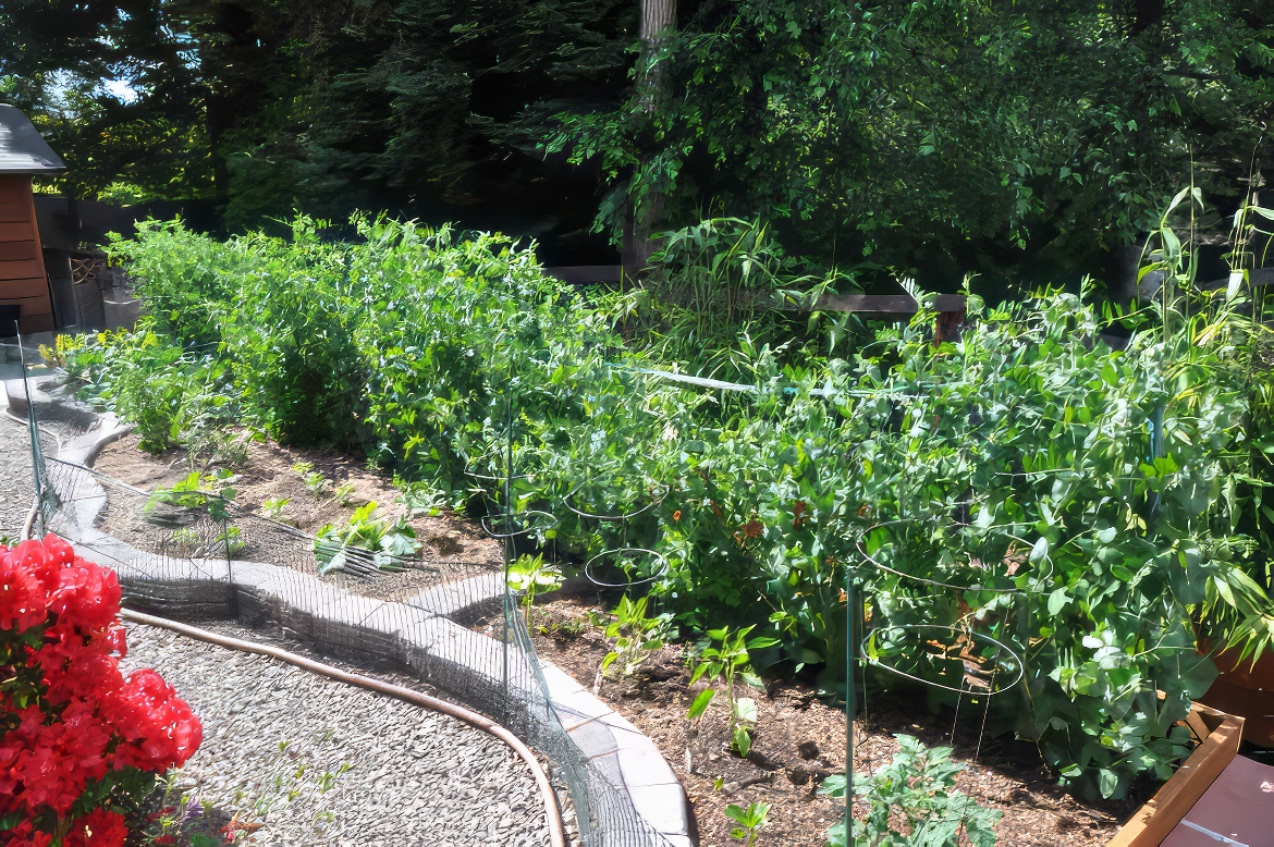 Newfound Asian Garden 7