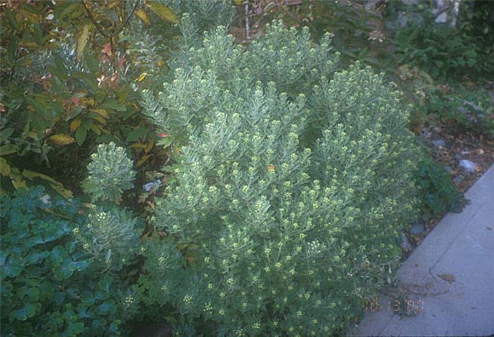 Plant photo of: Chrysanthemum pacificum