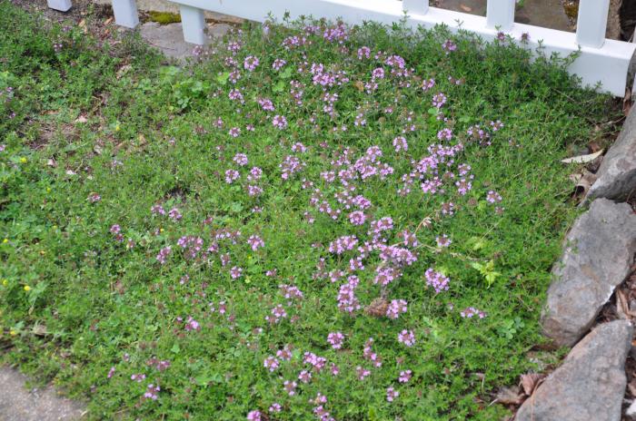 Plant photo of: Verbena peruviana 'Homestead Purple'