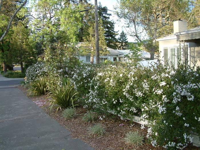 Plant photo of: Solanum jasminoides