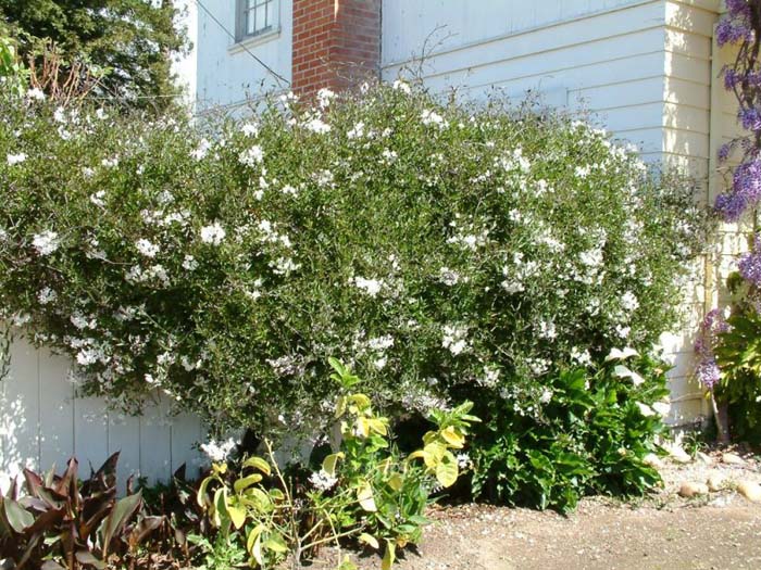 Plant photo of: Solanum jasminoides