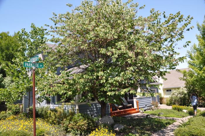 Plant photo of: Catalpa speciosa