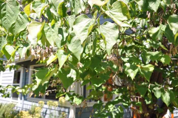 Plant photo of: Catalpa speciosa