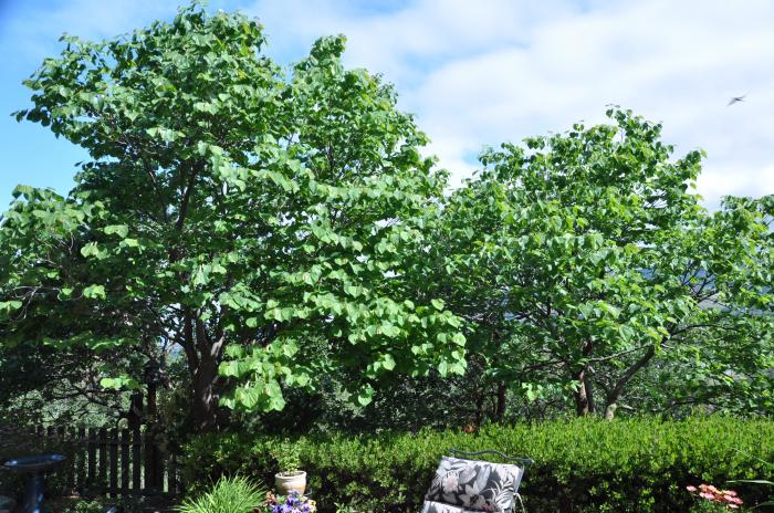 Plant photo of: Catalpa speciosa