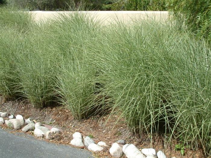 Plant photo of: Miscanthus sincensis 'Morning Light'