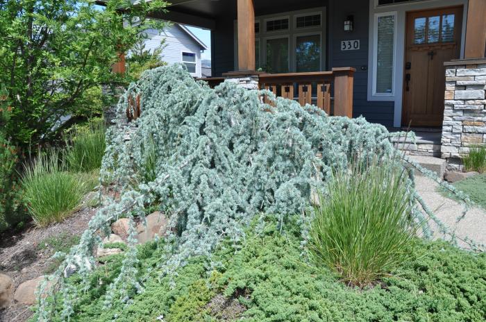 Plant photo of: Cedrus atlantica 'Glauca Pendula'