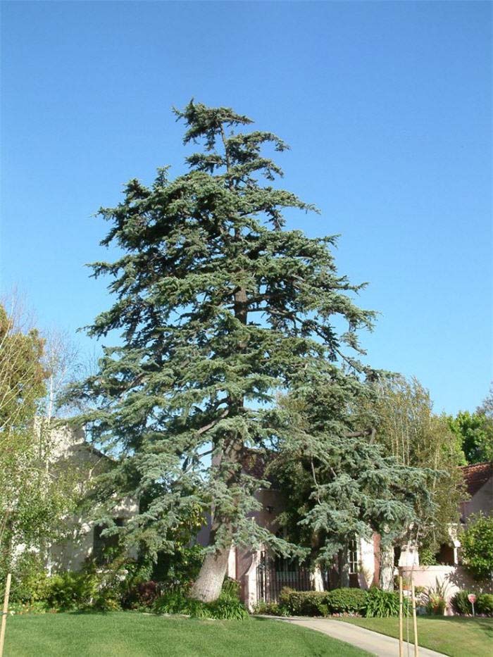 Plant photo of: Cedrus deodara