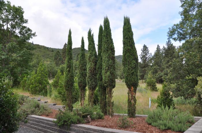 Plant photo of: Cupressus sempervirens