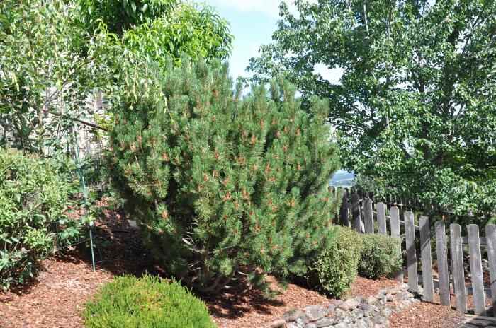 Plant photo of: Pinus thunbergii