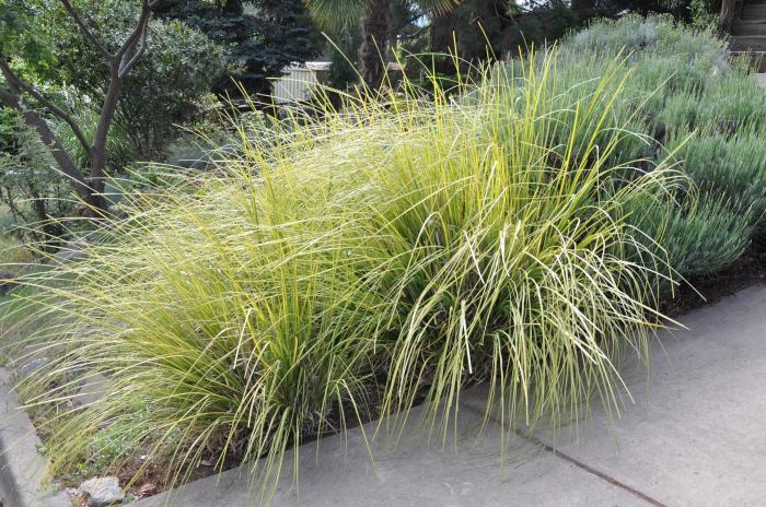 Plant photo of: Carex elata 'Aurea'